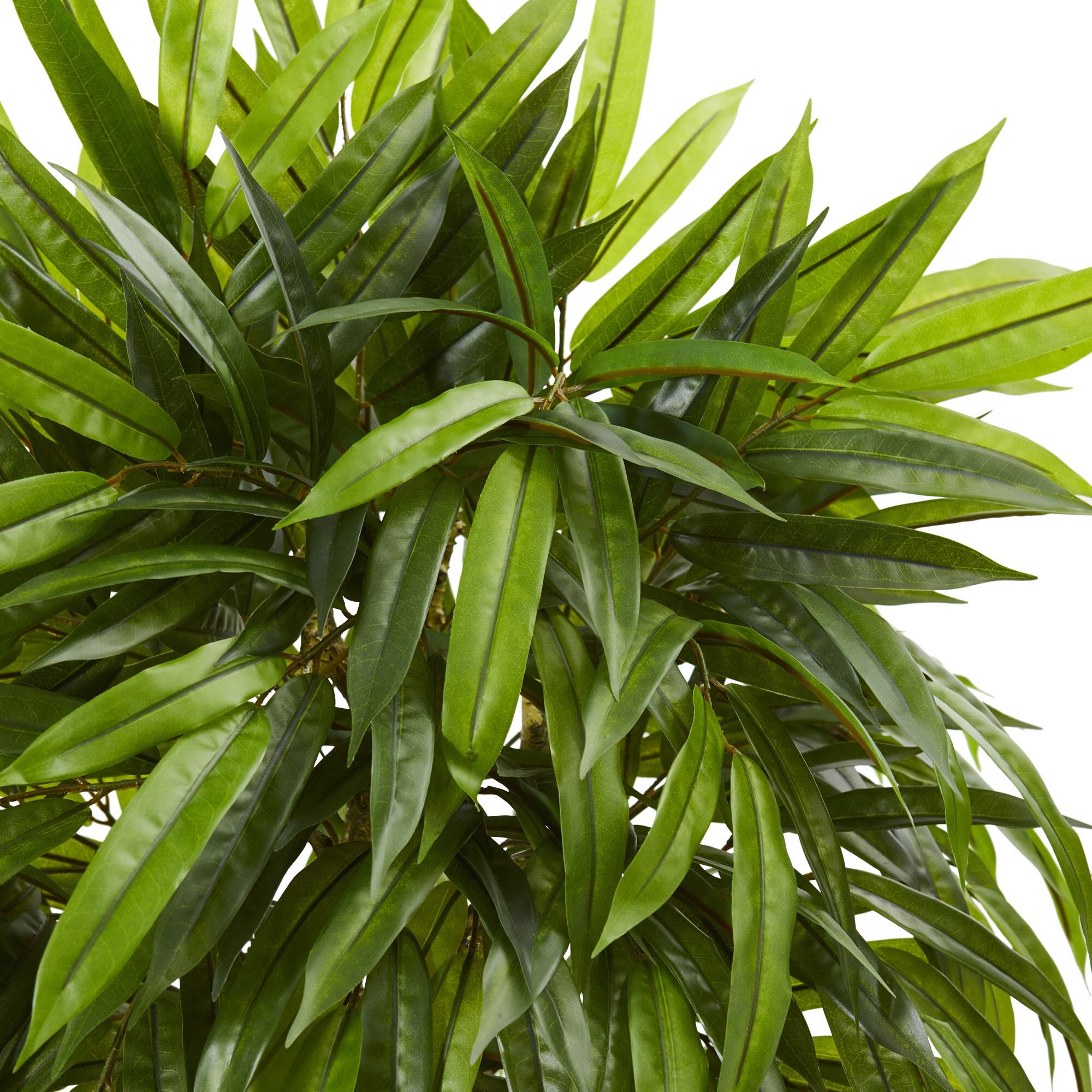 4.5ft. Potted Mango Tree